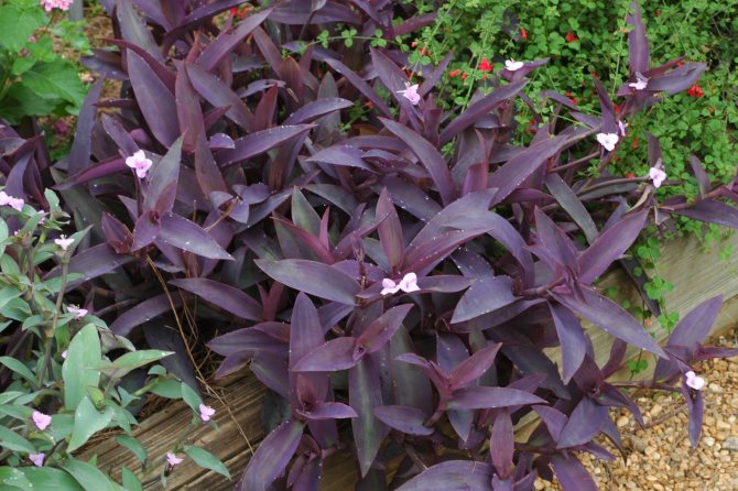 Сеткреазия цветок фиолетовый, полосатый и зеленый Уход в домашних условиях Размножение черенками
