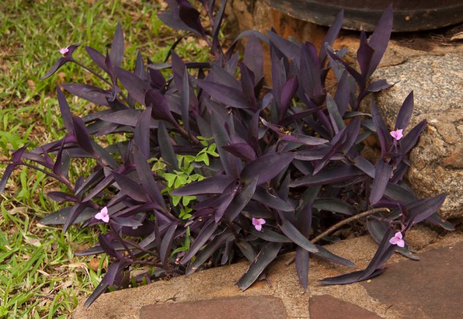 Сеткреазия цветок фиолетовый, полосатый и зеленый Уход в домашних условиях Размножение черенками