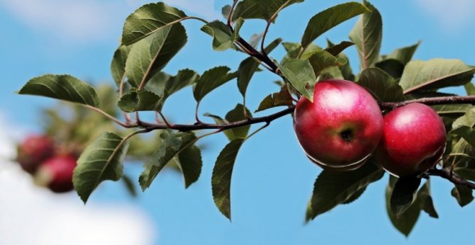 Делаем подпорки для яблони своими руками: лучшие варианты защиты от расколов