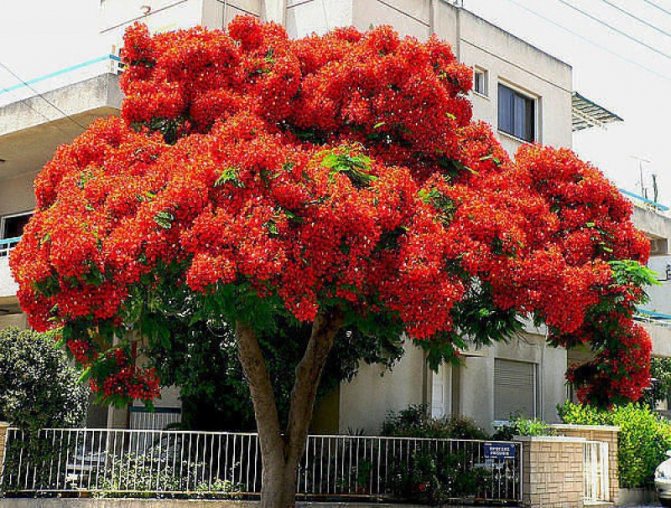 Делоникс королевский или огненное дерево, выращиваемое в домашних условиях