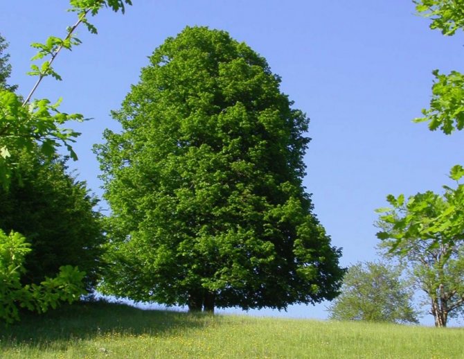 Древесина граба: фото и описание, свойства и интересные факты