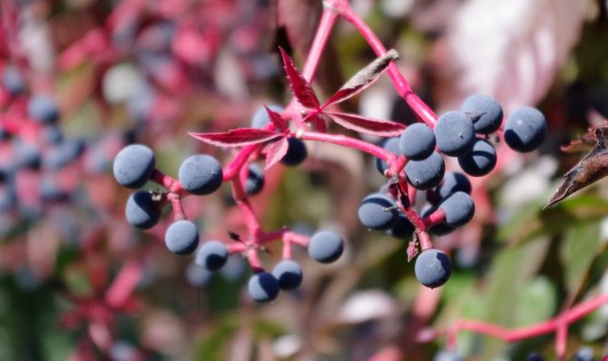 Дикий виноград полезные свойства и противопоказания