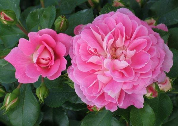 Экстравагантное садовое украшение невероятно красивого розового интуитивного розового цвета