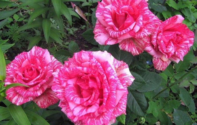 Экстравагантное садовое украшение невероятно красивого розового интуитивного розового цвета