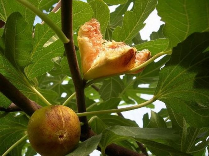 Смоковница или смоковница — описание того, как выглядит плод