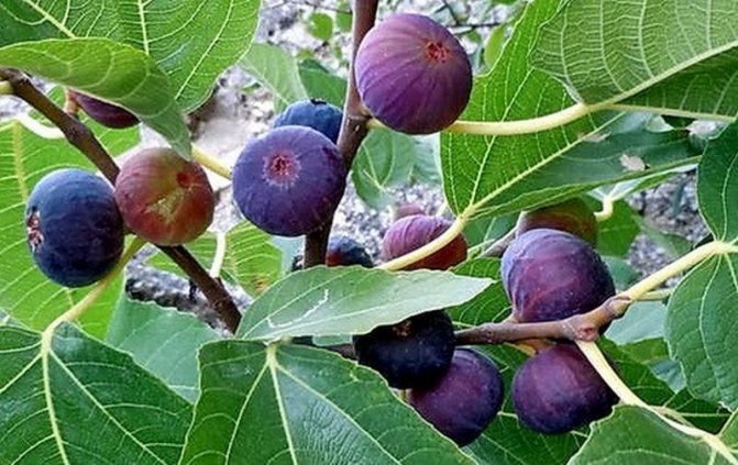 Смоковница или смоковница — описание того, как выглядит плод