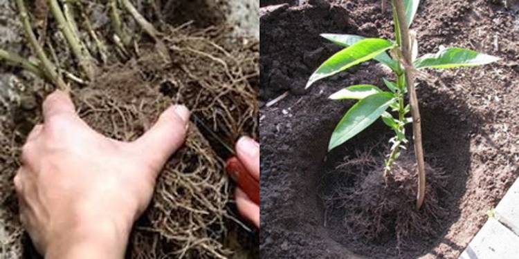 Флоксы: посадка и уход за многолетними и однолетними флоксами. Выращивается из семян и черенков в открытом грунте