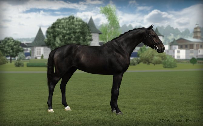 Ганноверская порода лошадей: история, характеристика, использование