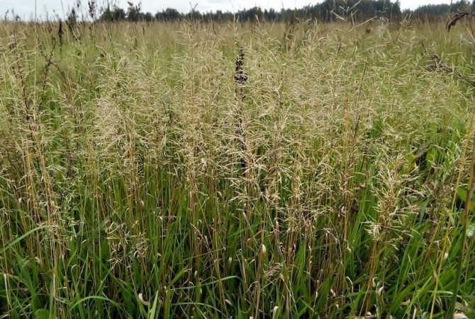 Газон из полевицы: достоинства и недостатки газонной травы, совместимость с овсяницей, особенности посадки и ухода, фото