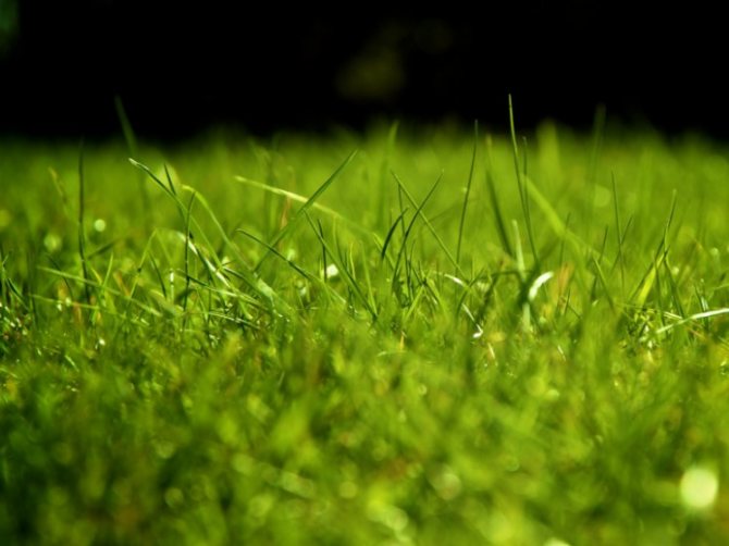 Газон из полевицы: достоинства и недостатки газонной травы, совместимость с овсяницей, особенности посадки и ухода, фото