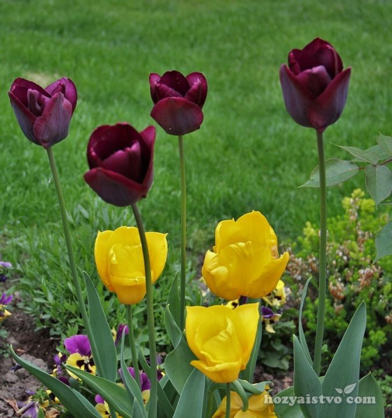 Гиацинт в горшке, тюльпаны и нарциссы. Почему не цветет и еще 10 вопросов
