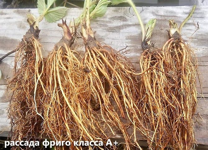 Сосна обыкновенная Mugus: особенности выращивания в открытом грунте