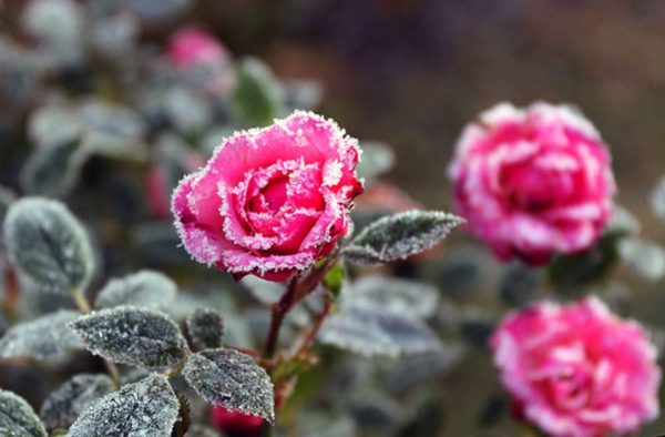 Подготовка роз к зиме — 13 полезных советов начинающим цветоводам