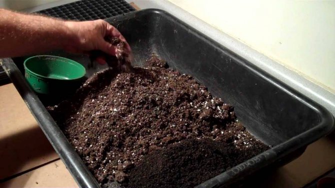 Почва (почва) для фиалок: грунт для сенполий своими руками