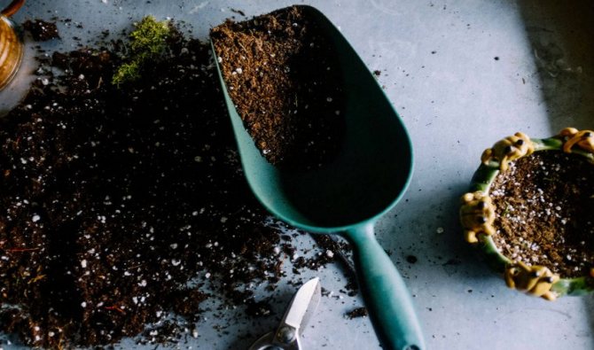 Почва (почва) для фиалок: грунт для сенполий своими руками