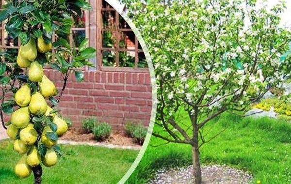 Медовая груша: выращиваем в саду десертную красавицу