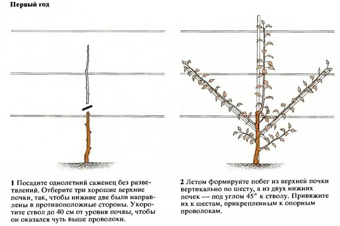 Груша памяти Жегалова: выращиваем ароматную красавицу в саду