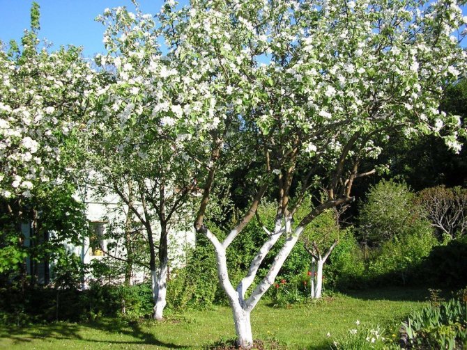 Груша памяти Жегалова: выращиваем ароматную красавицу в саду