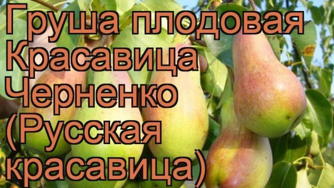 Груша сорта Русская красавица – особенности посадки, выращивания и ухода