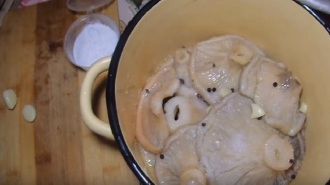 Осиновая грудка: фото, описание и приготовление - как солить и готовить + Видео