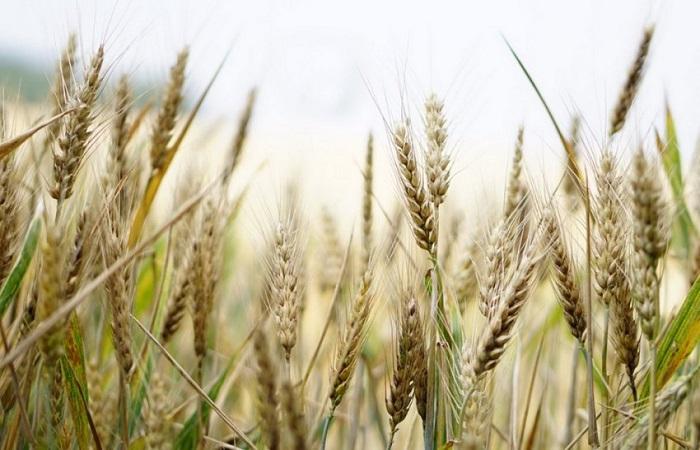 Характеристика и описание сорта озимой пшеницы Безостая 100, посадка и уход