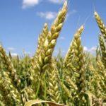 Характеристика и описание сорта озимой пшеницы Безостая 100, посадка и уход
