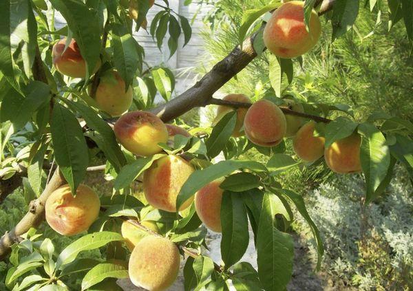 Характеристика и описание сорта персика Донецкий желтый, посадка и уход