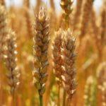 Характеристика и описание сорта яровой пшеницы Стервятник, посадка и уход