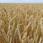 Характеристика и описание сорта яровой пшеницы Стервятник, посадка и уход