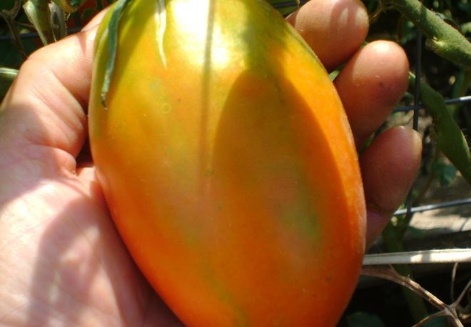 Характеристика и описание сорта помидор Кенигсберг, его урожайность