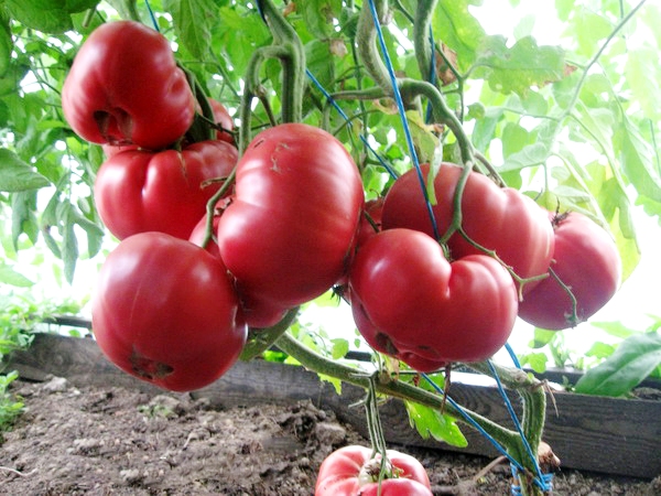 Характеристика и описание сорта томата Розовый мед и его урожайность