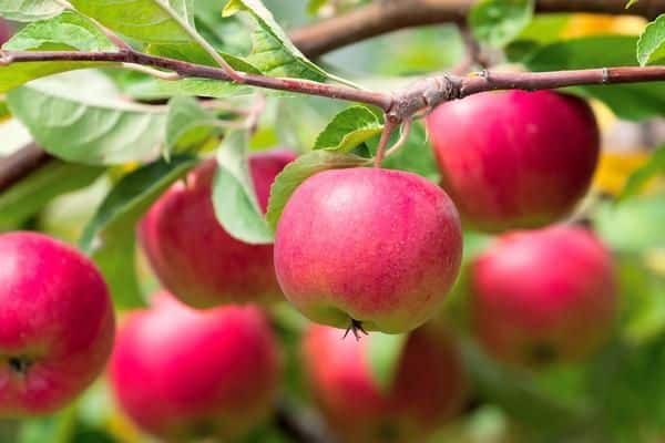 Характеристика и описание крымских сортов яблок Синап Орловский, Кандиль и Горный