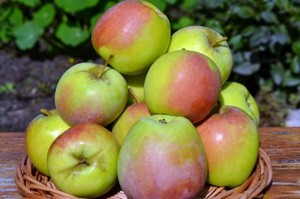 Характеристика и описание крымских сортов яблок Синап Орловский, Кандиль и Горный