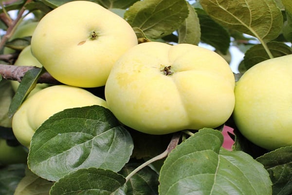 Характеристика и описание сорта яблони Папироянтарное, особенности выращивания и урожайность