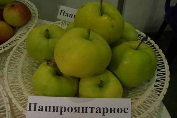 Характеристика и описание сорта яблони Папироянтарное, особенности выращивания и урожайность
