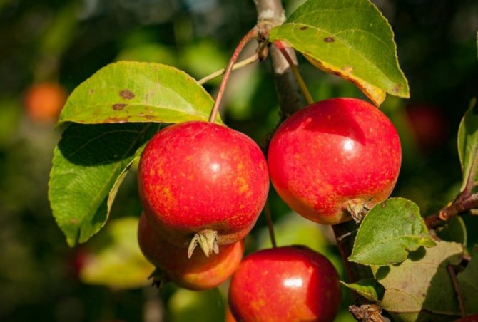Характеристика и описание сорта яблок Айнур, вкусовые качества и устойчивость к болезням