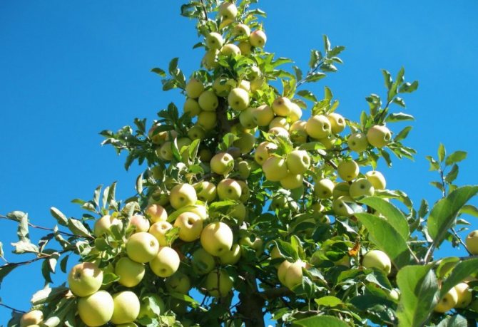 Характеристика и описание сорта яблок Айнур, вкусовые качества и устойчивость к болезням