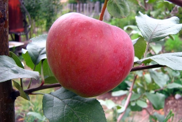 Характеристика сорта яблони Россошанское полосатое, описание подвидов и урожайность