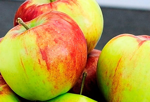 Характеристика сорта яблони Россошанское полосатое, описание подвидов и урожайность