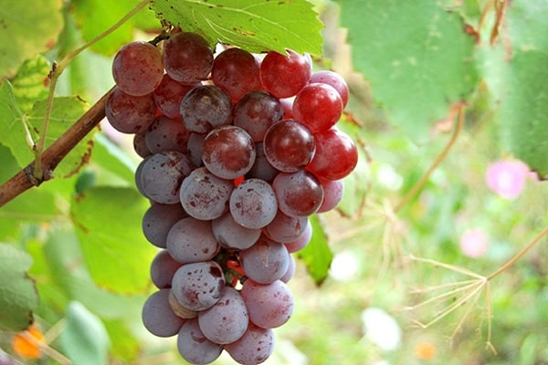Характеристика сорта винограда Лидия и описание достоинств и недостатков культуры