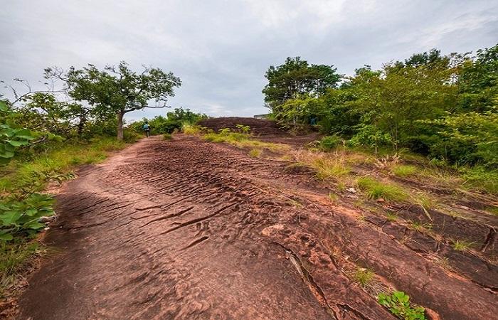 Характерные типы почв для зоны влажных экваториальных лесов и особенности