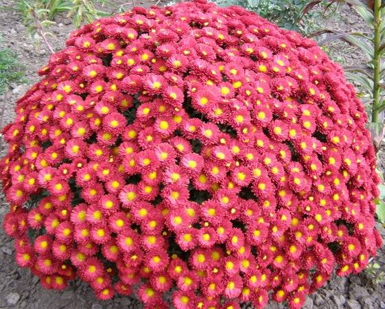 Хризантемы шаровидные: особенности выращивания и ухода