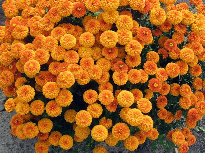 Хризантемы шаровидные: особенности выращивания и ухода