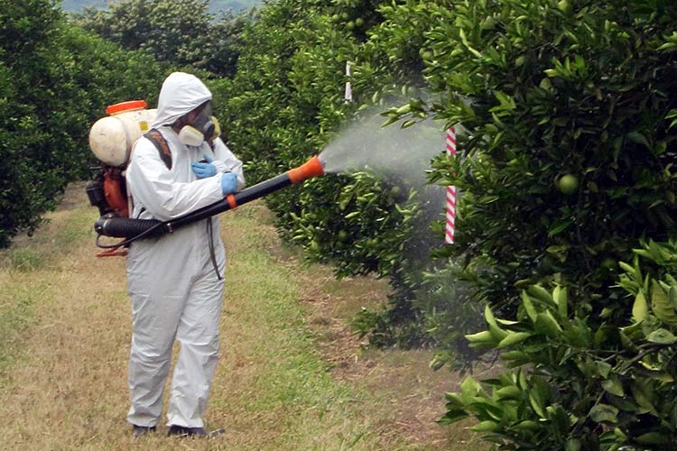 Инструкция по применению и состав фунгицида Кредо, дозировка пестицида