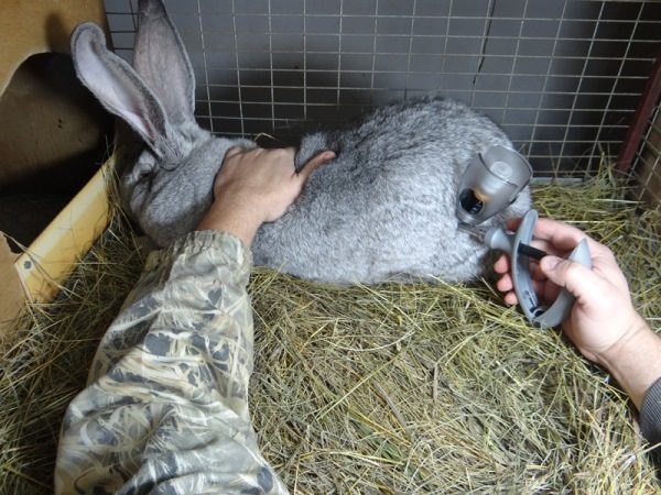 Инструкция по применению Байтрила для кроликов