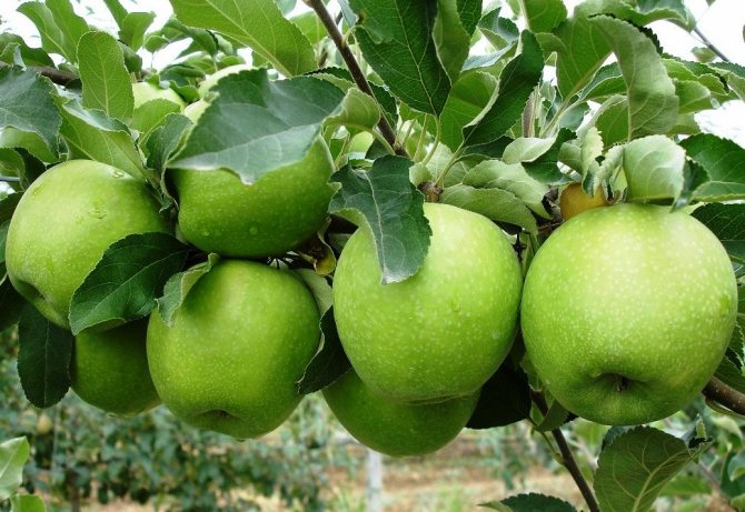 Яблоки Гренни Смит (Granny Smith) — описание яблони