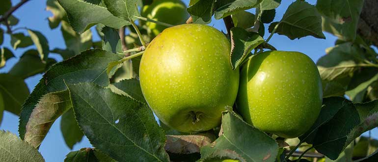 Яблоки Гренни Смит (Granny Smith) — описание яблони
