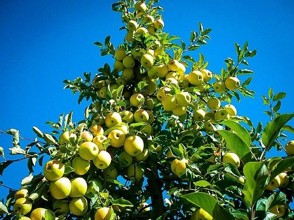 Яблоня Golden Delicious — отличный сорт с ароматными сладкими плодами