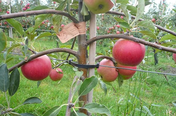 Яблоня: продолжительность жизни, период плодоношения и способы повышения урожайности