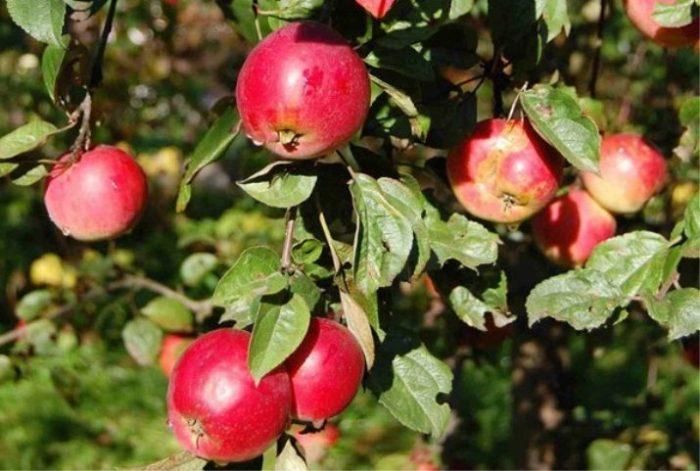 Яблоня: продолжительность жизни, период плодоношения и способы повышения урожайности